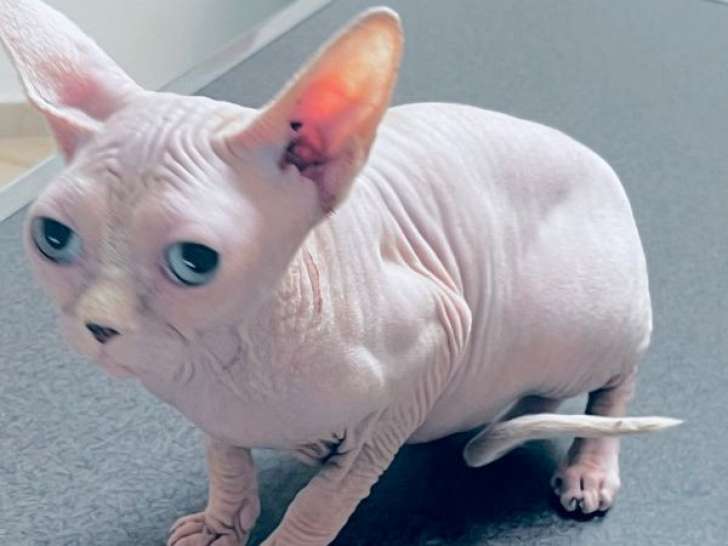 À vendre, 1 chatonne Sphynx LOOF