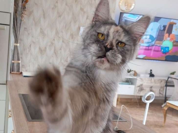 À vendre, 1 chatte Main Coon LOOF