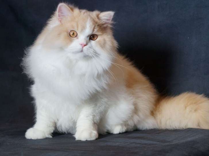 Un chaton mâle British Longhair LOOF, à vendre