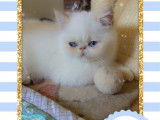 2 chatons m&acirc;les Exotics Shorthairs LOOF, &agrave; vendre
