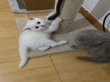 Chatte British Shorthair à vendre