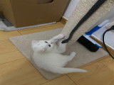 Chatte British Shorthair à vendre