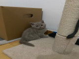 Chatte British Shorthair à vendre