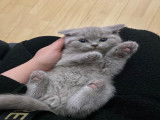Chatte British Shorthair à vendre