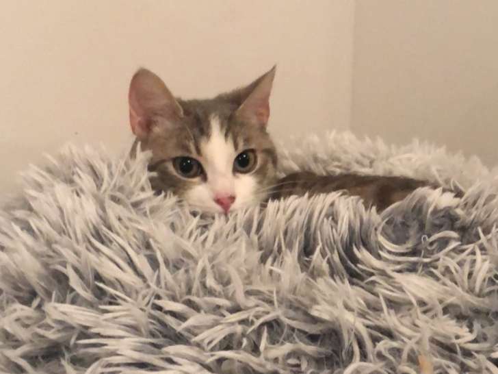 À adopter : chatonne de 8 mois