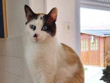 Chat de 5 ans à adopter