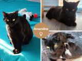 Chatte noire en attente d’adoption