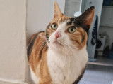En attente d’adoption, chatte tricolore