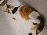 En attente d’adoption, chatte tricolore