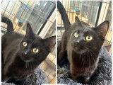 Disponible à l'adoption, chatte noire