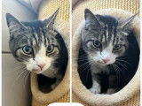 En attente d'adoption : chat de 8 ans