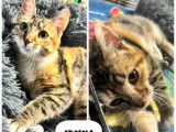 Chatte tigrée à la recherche d’une famille