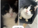 Chatte noire et blanche à adopter