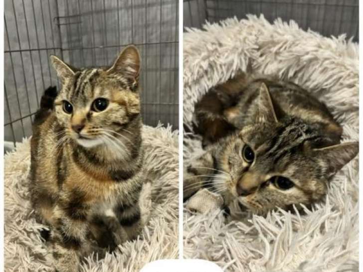 Chatte tigrée disponible à l'adoption