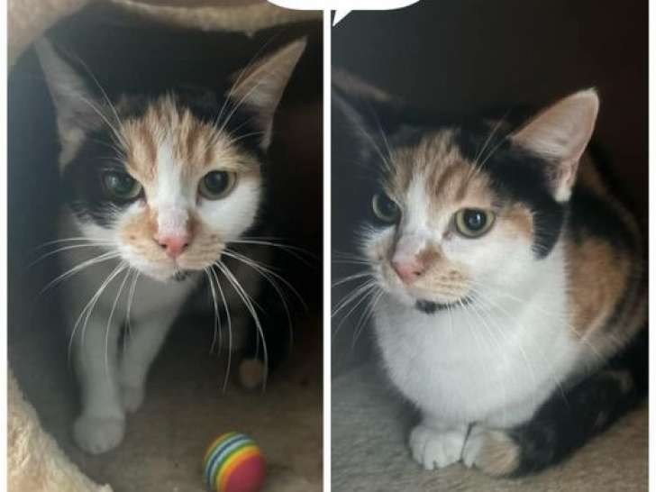 À adopter, chatonne tricolore