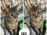 À adopter : chat tigré