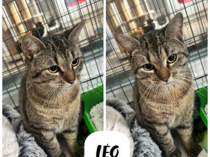 À adopter : chat tigré