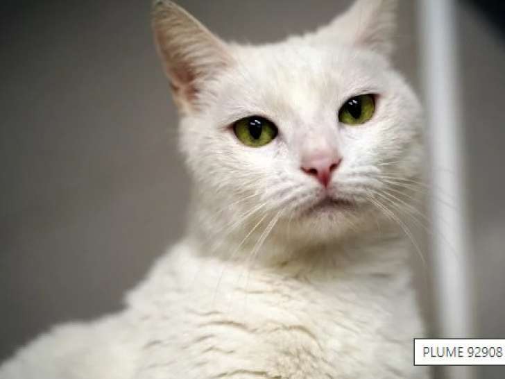 Chatte blanche disponible à l'adoption