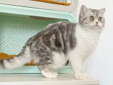 Hanako, Scottish straight blue silver blotched tabby et blanc à vendre