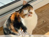 Disponible à l'adoption : chatte de 5 ans
