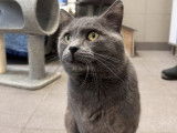 À la recherche d’un foyer convivial : chat gris