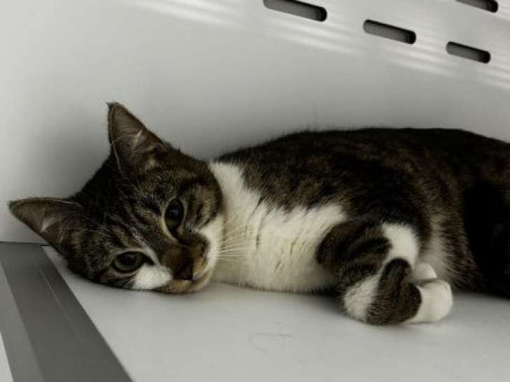 À la recherche d’un foyer : chatte de 2 ans