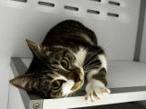 À la recherche d’un foyer : chatte de 2 ans