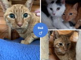 Adoption disponible : chat tigré roux
