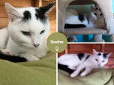 Chatte blanche à adopter