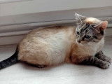 Chatte de 2 ans disponible à l'adoption