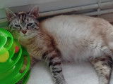 Chatte de 2 ans disponible à l'adoption