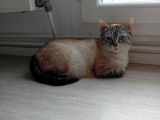 Chatte de 2 ans disponible à l'adoption