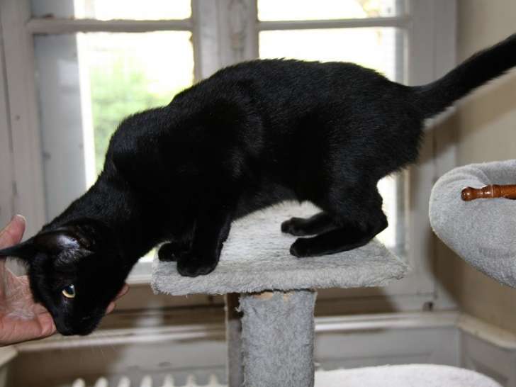 À accueillir : chaton mâle noir