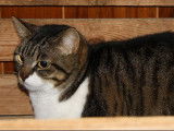 En attente d’une famille : chatte de 3 ans
