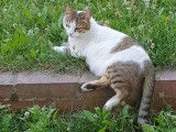 En quête d’une famille aimante : chatte tigrée blanche