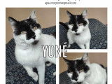 À adopter : chat de 10 ans