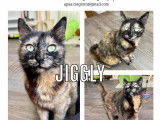 À accueillir : chatte d'un an
