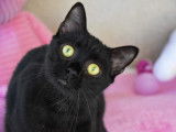 Chatte noire à adopter