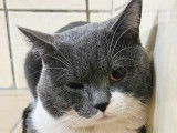 Chat de 2 ans à accueillir