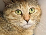 Chatte tigrée en quête d'une famille