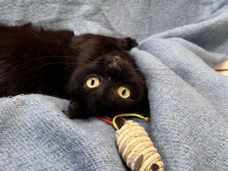 À adopter, chatte de 3 ans