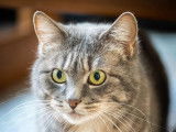 À la recherche d’un foyer convivial, chat de 7 ans