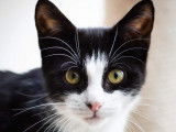 Disponible à l'adoption : chat de 2 ans