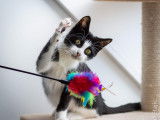 Disponible à l'adoption : chat de 2 ans