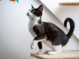 Disponible à l'adoption : chat de 2 ans