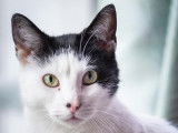 Prêt pour l'adoption : chat de 8 ans