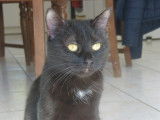 En attente d’une famille aimante : chatte de 3 ans
