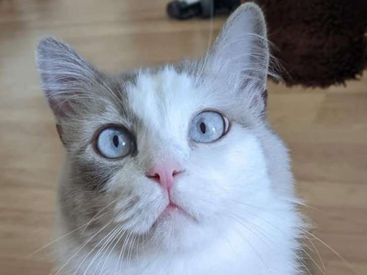 Chat blanc Ragdoll à adopter
