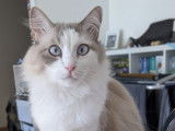 Chat blanc Ragdoll à adopter