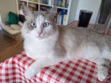 Chat blanc Ragdoll à adopter